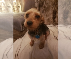 Father of the Yorkshire Terrier puppies born on 06/26/2025