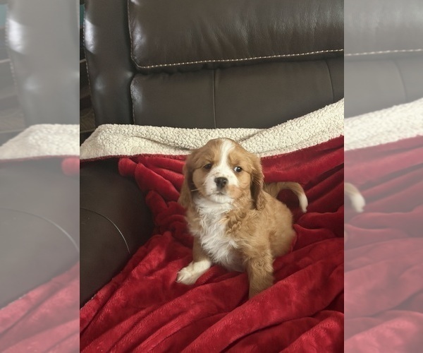 Medium Photo #10 Aussalier Puppy For Sale in MAPLETON, OR, USA