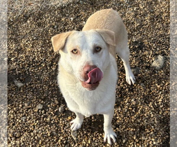 Medium Photo #5 Mutt Puppy For Sale in Anniston, AL, USA