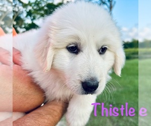 Medium Great Pyrenees