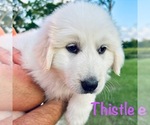 Puppy Thistle Great Pyrenees