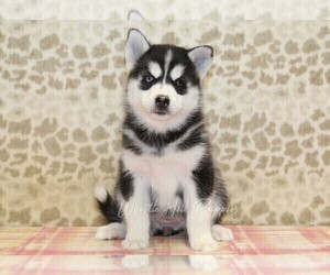 Pomsky Puppy for sale in DENVER, PA, USA