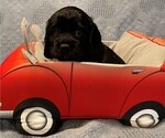 Small Photo #15 Cockalier Puppy For Sale in HERNDON, VA, USA