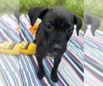 Small #2 Bulldog-Labrador Retriever Mix