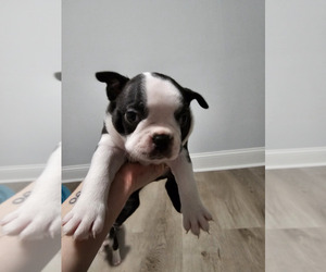 Boston Terrier Puppy for Sale in JACKSONVILLE, Florida USA
