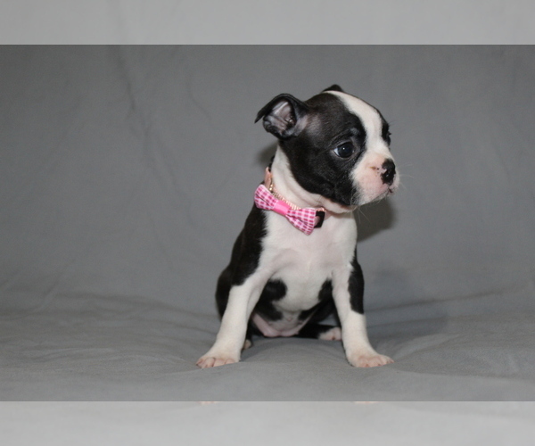 Medium Photo #2 Boston Terrier Puppy For Sale in BROOKSVILLE, FL, USA