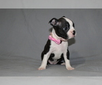 Small #1 Boston Terrier