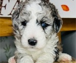 Small Photo #97 Sheepadoodle Puppy For Sale in HUNTINGTON BEACH, CA, USA