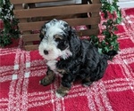 Puppy Astor Miniature Bernedoodle