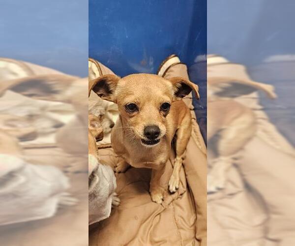 Medium Photo #1 Chihuahua Puppy For Sale in Bakersfield, CA, USA