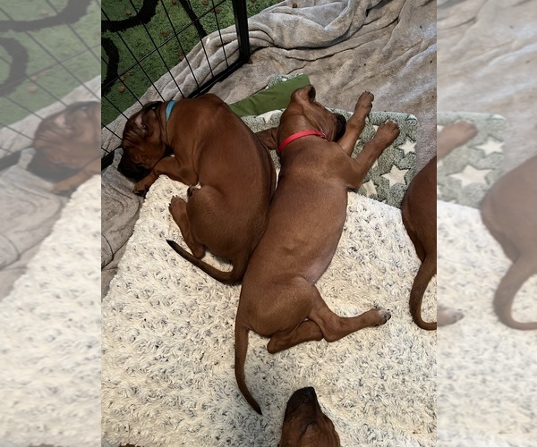 Medium Photo #11 Rhodesian Ridgeback Puppy For Sale in MURFREESBORO, TN, USA