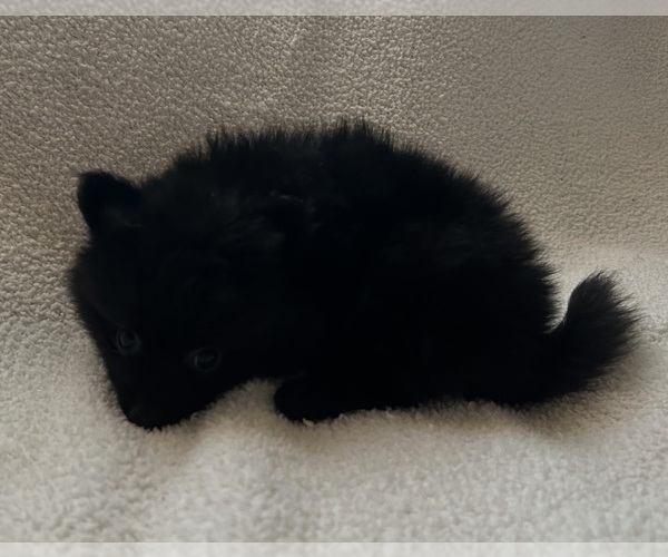 Medium Photo #12 Pomeranian Puppy For Sale in SACRAMENTO, CA, USA