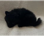 Small Photo #12 Pomeranian Puppy For Sale in SACRAMENTO, CA, USA