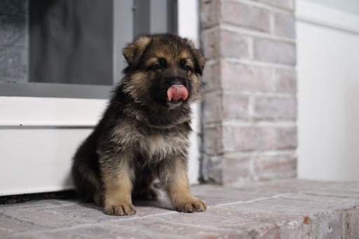 Medium Photo #1 German Shepherd Dog Puppy For Sale in SUMMERVILLE, SC, USA