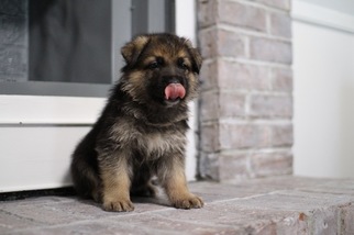 German Shepherd Dog Puppy for sale in SUMMERVILLE, SC, USA