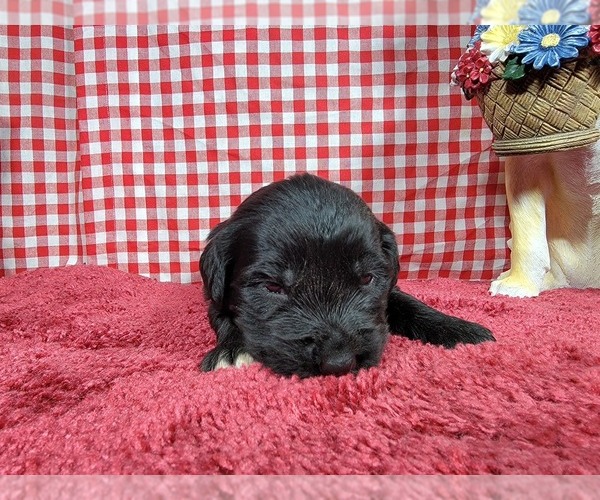 Medium Photo #4 Golden Mountain Dog Puppy For Sale in BLACK FOREST, CO, USA