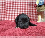 Small #3 Golden Mountain Dog