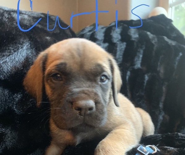Medium Photo #2 Mastiff Puppy For Sale in WELLSTON, OK, USA