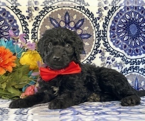Goldendoodle Puppy for sale in LANCASTER, PA, USA