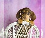 Small #5 Dachshund