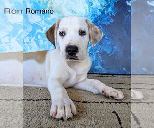 Labrador Retriever-Unknown Mix Dogs for adoption in Rockaway, NJ, USA