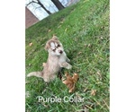 Small Photo #3 Siberian Husky Puppy For Sale in WAYNESBORO, VA, USA