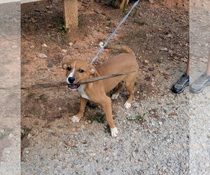 Cooper - Male Mutt Dog for Adoption - Photo #2