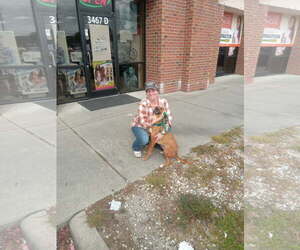 June - Female Mutt Dog for Adoption - Photo #6
