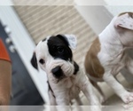 Puppy 5 Alapaha Blue Blood Bulldog-American Staffordshire Terrier Mix