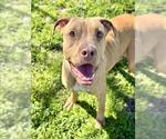 Small American Pit Bull Terrier Mix