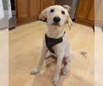 Small #4 Labrador Retriever Mix