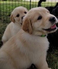 Golden Retriever Puppy for sale in WICHITA, KS, USA