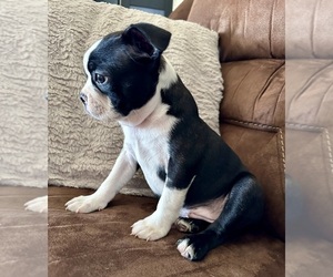 Boston Terrier Puppy for sale in WASHBURN, MO, USA