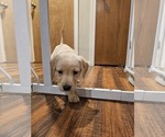 Small Photo #7 Labrador Retriever Puppy For Sale in ROSE HILL, KS, USA