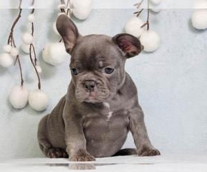 French Bulldog Puppy for sale in NEW YORK, NY, USA