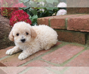 Bichpoo Puppy for sale in SHILOH, OH, USA