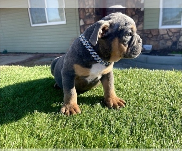 Medium Photo #1 English Bulldog Puppy For Sale in DENVER, CO, USA