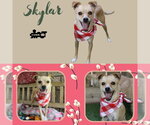 Small Chihuahua Mix