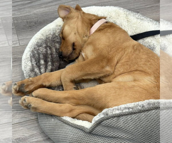 Medium Photo #1 Great Pyrenees-Unknown Mix Puppy For Sale in Denton, TX, USA