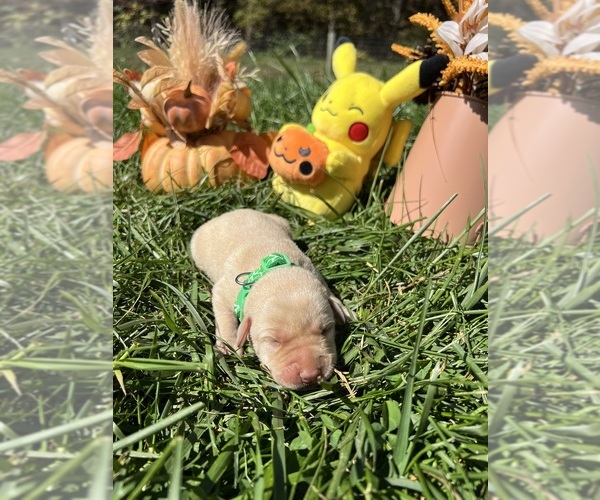 Medium Photo #2 Labrador Retriever Puppy For Sale in NEOLA, WV, USA