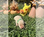 Small #1 Labrador Retriever