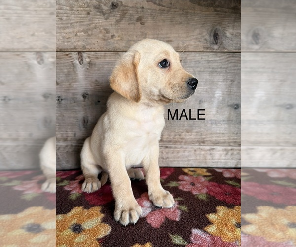 Medium Photo #8 Labrador Retriever Puppy For Sale in VERMONTVILLE, MI, USA