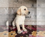 Litter of 4 - Male(s) and Female(s) Labrador RetrieverLitter of Puppies for Sale - Photo #8