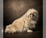 Small Photo #1 Pekingese Puppy For Sale in WORTHAM, TX, USA