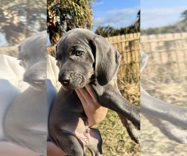 Medium Photo #2 Weimaraner Puppy For Sale in FLEMING ISLAND, FL, USA