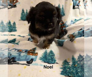 Colonial Cocker Spaniel-Unknown Mix Dogs for adoption in Colorado Springs, CO, USA