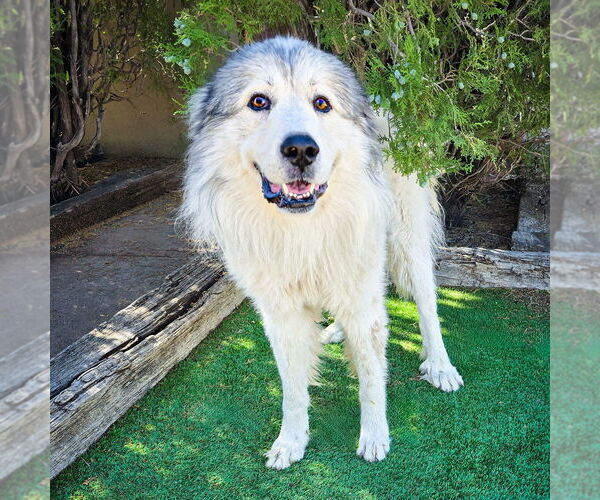 Medium Photo #2 Great Pyrenees Puppy For Sale in Albuquerque, NM, USA