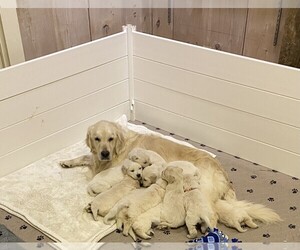 Golden Retriever Litter for sale in GUYS MILLS, PA, USA