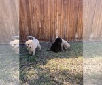 Small #13 Poodle (Standard)