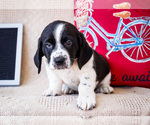 Puppy Benny Australian Cattle Dog-Basset Hound Mix